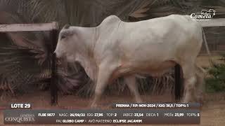 Lote 29 Flbe 9877