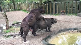 Rhinos at Tampa's Lowry Park Zoo 05.10.17