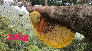 Bắt tổ mật ong rừng 22 kg sẽ như thế nào? - What is it like to catch a 22 kg wild honey nest?