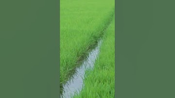 Narrow water stream for irrigation in paddy field #Shorts