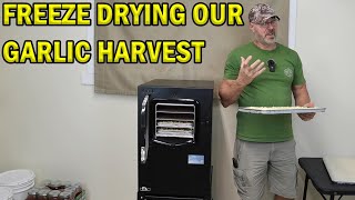 Freeze drying our garlic harvest by Pete B: East Texas Homesteading 1,666 views 6 months ago 17 minutes