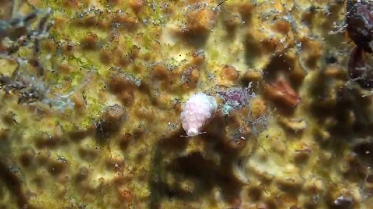 ハナヤカケボリ Primovula roseomaculata