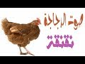 صوت الدجاجة Chicken Sound نقنقة مؤثرات للمونتاج صوت ممي ز و حصري صوت الدجاجة Chicken Sound نقنقة مؤثرات للمونتاج صوت ممي ز و حصري