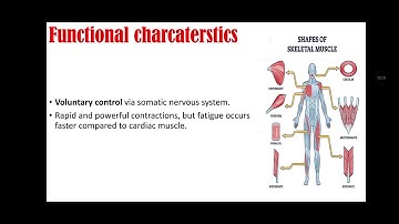 Skeletal Muscles Explained | Structure, Function, and Importance in the Human Body #skeletal #muscle