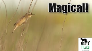 Capturing the Magic of Nature: Incredible Bird Photos! by Scott Tilley Photography 1,374 views 11 months ago 9 minutes, 36 seconds