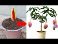 Synthesis of techniques to use bananas to grow super growing plants