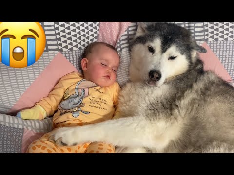 Baby REFUSES To Sleep Without Her Husky!..?. [CUTEST VIDEO EVER!!]