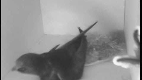 25-06-2010, first entry.mpg