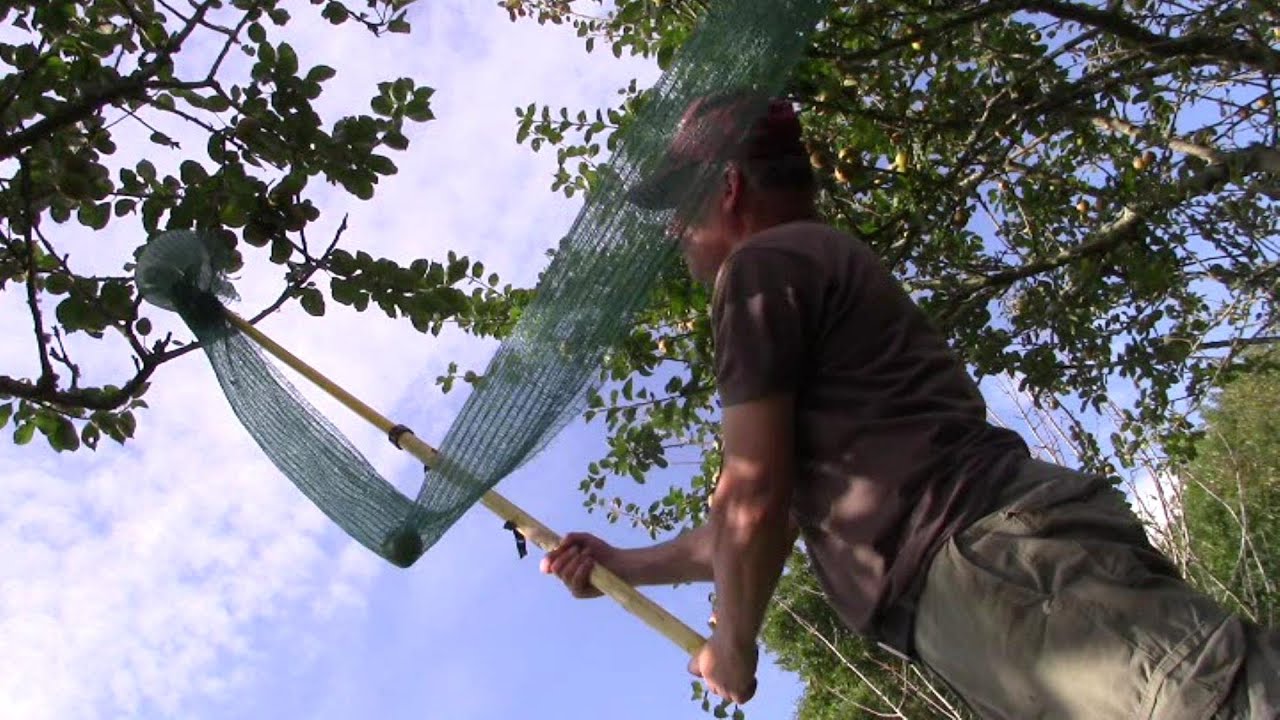 Apfelernte mit selbstgebautem Apfelpflücker YouTube