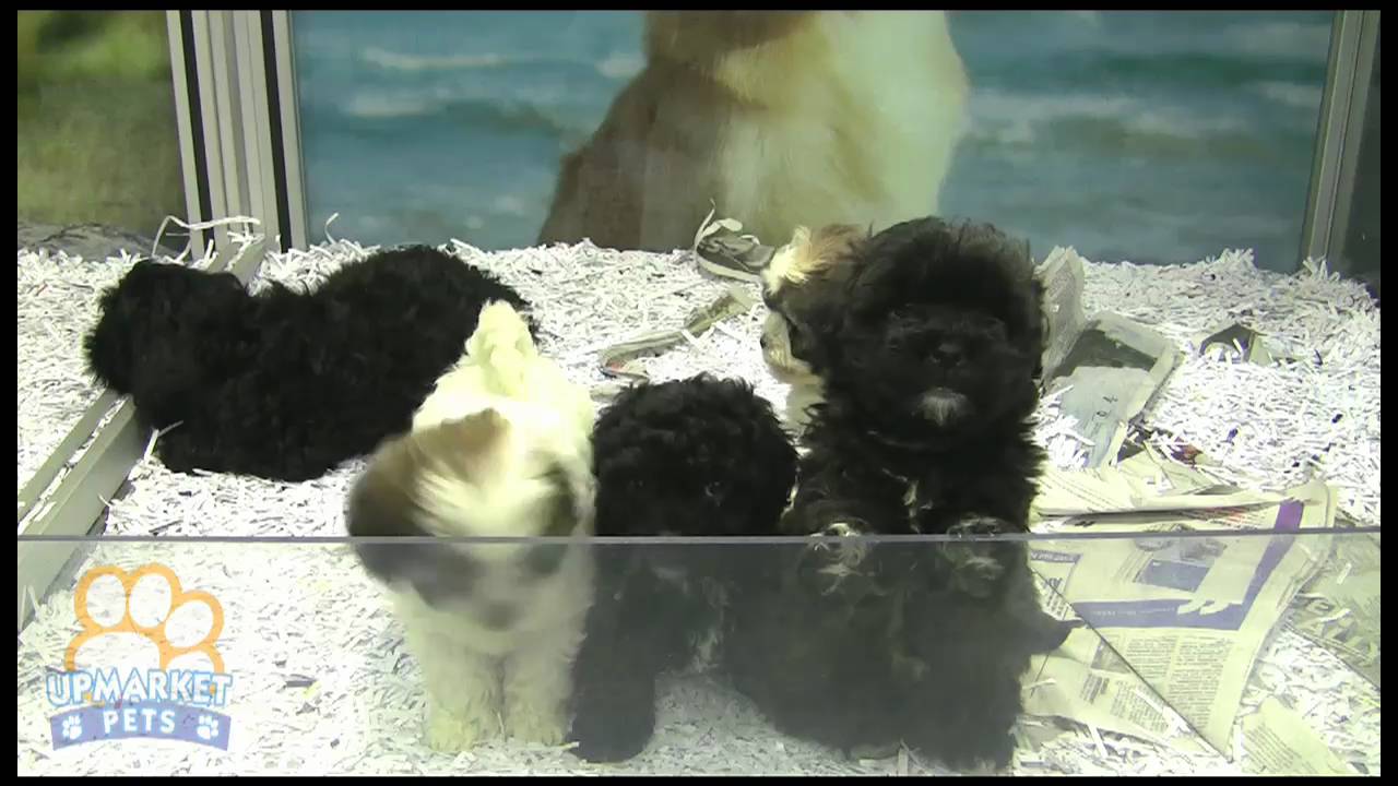 maltese cross poodle puppies