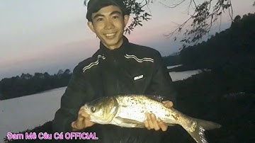 Câu cá 2020 | Câu Cá Mè xuyên đêm hồ núi le | Câu Và Ngủ Tại Bờ Hồ | Cá lên Liên Tục Quá phê. #45