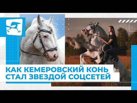 Видео: Соринг для выставочных лошадей для улучшения их походки