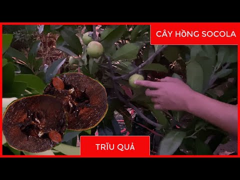 Video [BÁO GIÁ] CÂY HỒNG SOCOLA CHĨU QUẢ | SĐT/ZALO:... - youtube