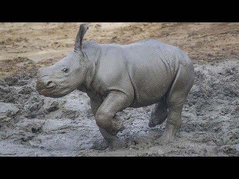 The Crash at the Rhino Rescue Center, It is hoped that the …