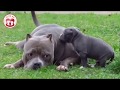 Animal Dads - Video Compilation for Happy Father's Day