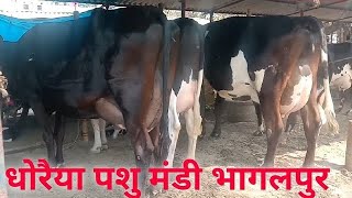 सबसे सस्ती गाय और भैंस की मंडी, Dariya Pashu Mandi Bhagalpur, Pashu बाजार, cow Mandi, pashu mela screenshot 4