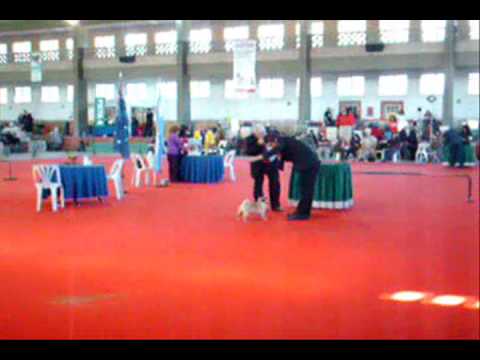 Pug, Exposicion 30 aniversario - LKC