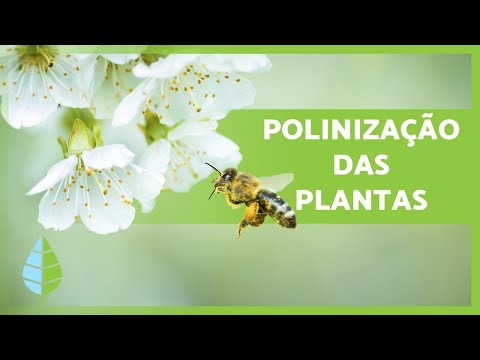 Vídeo: Como Funciona A Polinização De Flores?