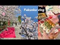 🇯🇵후쿠오카 오늘자 벚꽃🌸 | 며칠 차이인데 벚꽃 상태가 이렇게 달라진다고? | 현지인은 마이즈루 공원 대신 여기감 | 오호리공원 BBQ | 후쿠오카 동식물원 | 후쿠오카 일상
