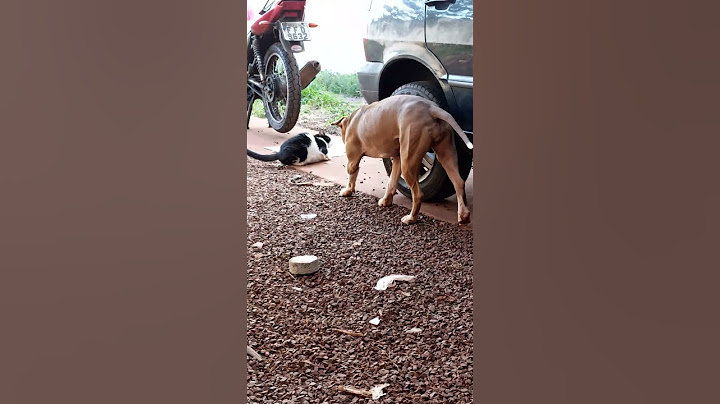 Pitbull e seu ataque fatal 🤡 #pitbull #cachorro #puppy #dog #gatos #gatinho