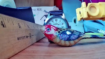 VMS CMS5 Video Capture Recording Green-Backyard Bird Nesting Box Camera