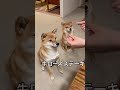 ステーキ食べたら顎が外れそうになる柴犬ww #shorts