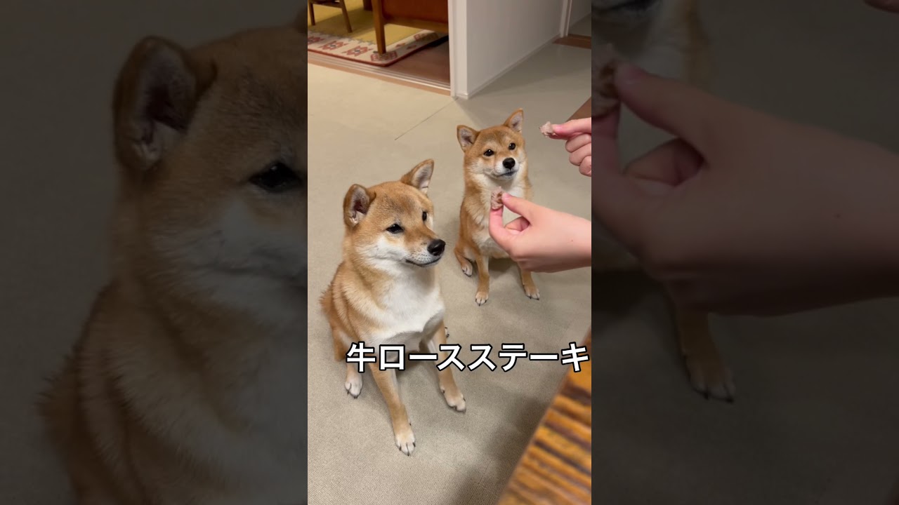 ステーキ食べたら顎が外れそうになる柴犬ww Shorts Youtube