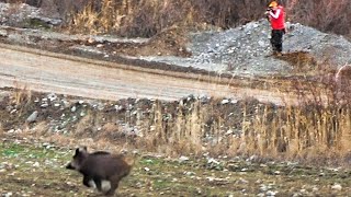 Sazlık Ve Dere Kenarında Aksiyon Dolu Domuz Avı / Action-Packed Wild boar hunt