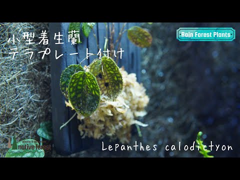 小型着生蘭】レパンテス・カロディクティオンをテラプレートに板付をし