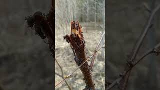 🐜 пьют березовый сок