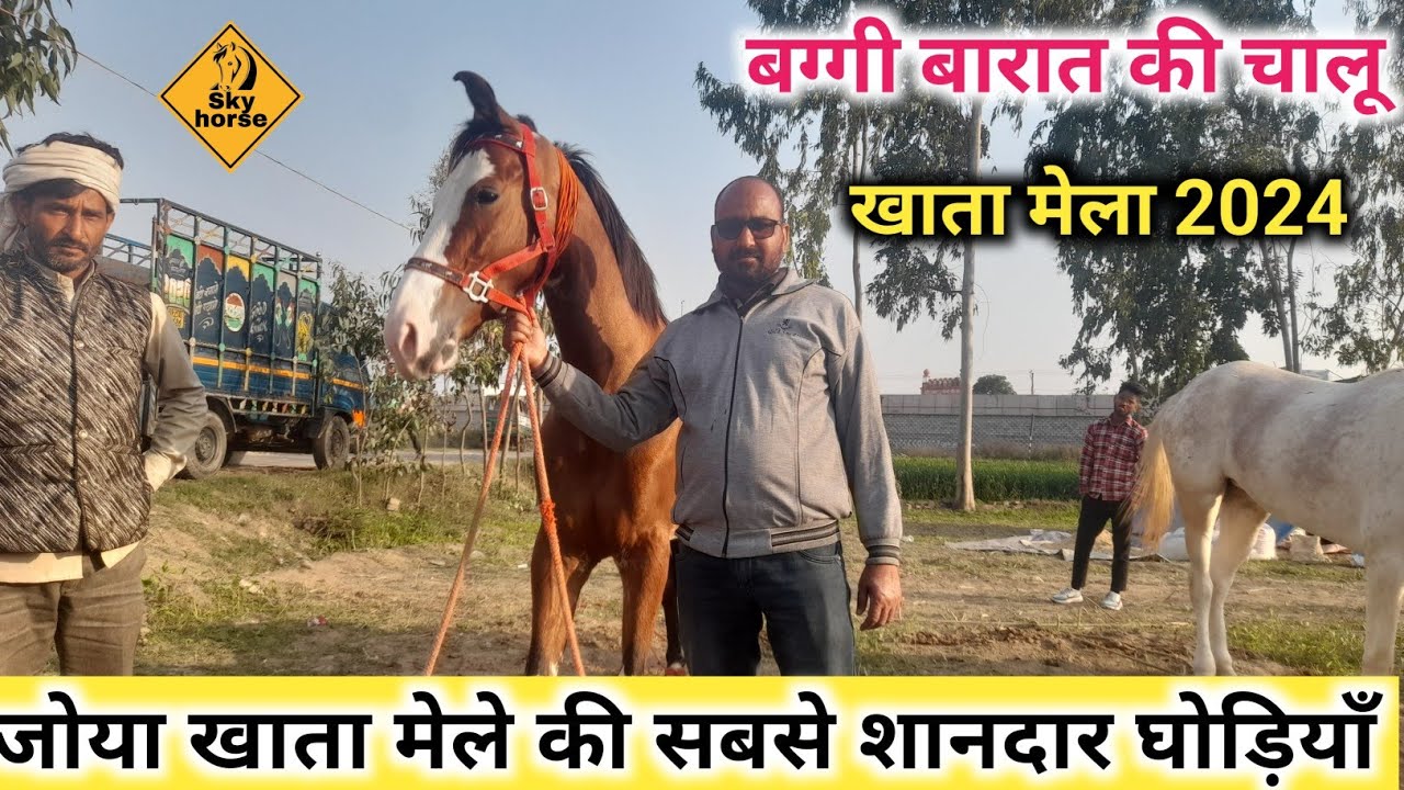 सहारनपुर से व्यापारी लाये शानदार घोड़ियाँ जोया खाता मेला अमरोहा उत्तर प्रदेश