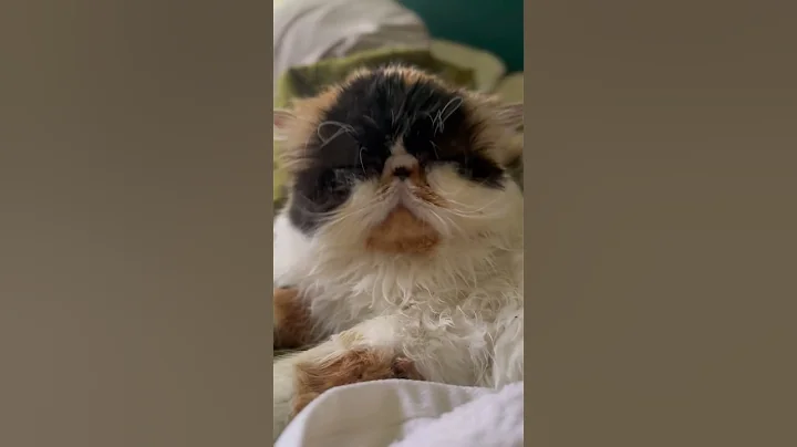 Video 9149191: persiancat persians, cat grooming persiancat, persiancat cats catlover, persiancat catlife, persiancat dog cat