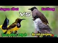 SUARA PIKAT BURUNG SOGOK ONTONG RIBUT VS BURUNG KUTILANG