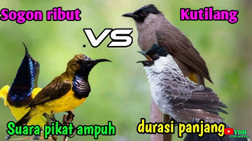 SUARA PIKAT BURUNG SOGOK ONTONG RIBUT VS BURUNG KUTILANG