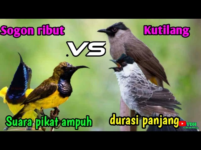 SUARA PIKAT BURUNG SOGOK ONTONG RIBUT VS BURUNG KUTILANG class=