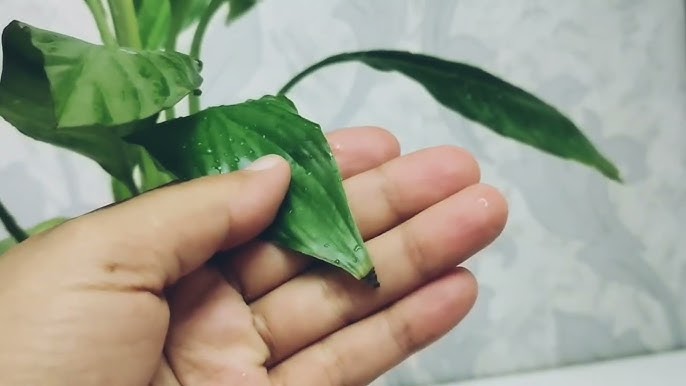 Порно қыздар сперму из саусақ