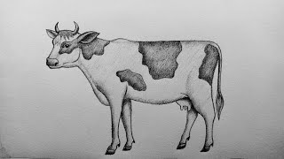 How to Draw cow easy and step by step or shading for beginners