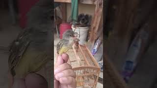 suara anakan burung ciblek