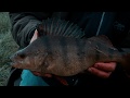 From the gloaming  roach dace and perch from the river test