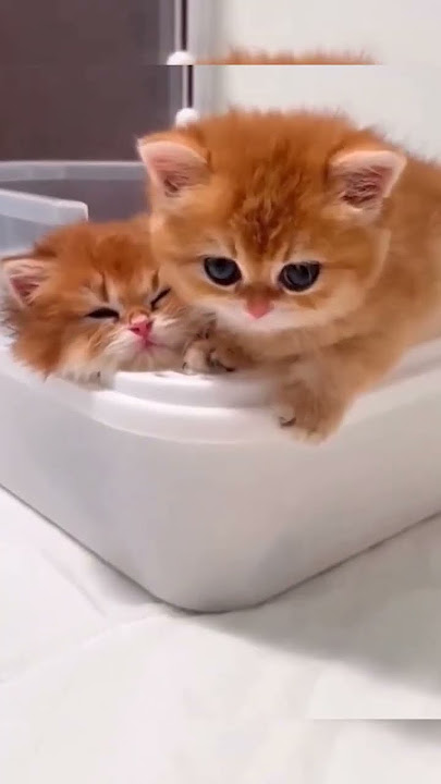 Pus Meong.