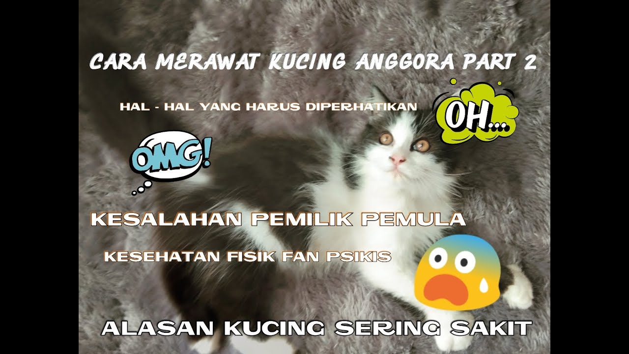 4 Cara Untuk Mengobati Cacingan Kucing Anda Wikihow
