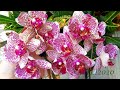 Ваши детки орхидеи пойдут очень быстро в рост,благодаря такой посадке!