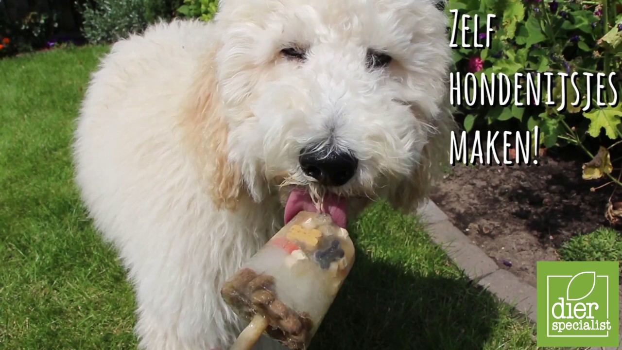 Zelf Hondenijsjes Maken - Youtube