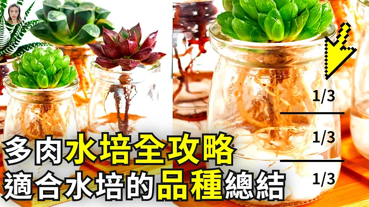 多肉植物水培方法史上最全整理，水浇多了会烂根为什么根泡在水里却不烂，只有十二卷才可以水培是一个大误区|花花世界 - 天天要闻