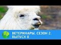 Ветеринары. Альпака, рысак, пожилой пёс, енот и чернобурка. 2 сезон | Живая Планета