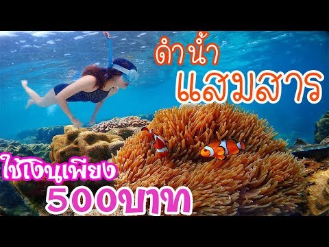 หมีทะเลพาเที่ยว EP.8 ดำน้ำแสมสารดูปลา ตื่นตาโลกใต้ทะเล
