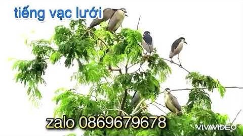 Tiếng Vạc Lưới Bản Chuẩn Đánh Cạnh Tranh Kinh Tế 2025.Tiếng Đã Tes Bảo Hành Ae Đánh Hết Vụ