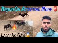 Bruno nah attack kiya dog par   priyanshu dhillon vlogs