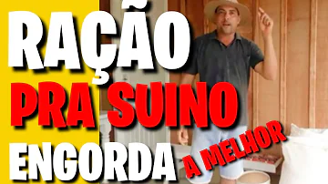 Qual a ração para engorda de suínos?