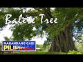Magnificent Balete Tree in Canlaon City | Magandang Gabi Pilipinas
